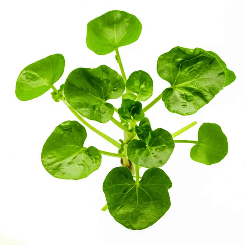 Watercress