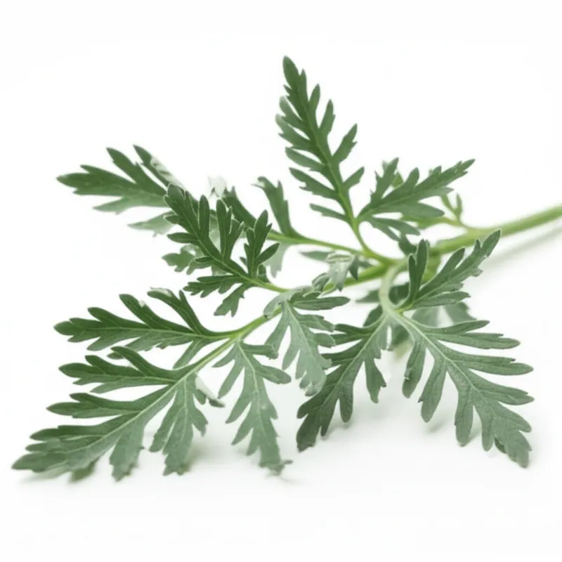 Wormwood