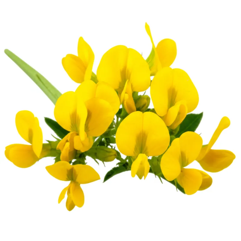 Yellow Sweetclover